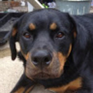 Meet your Posher, Sascha